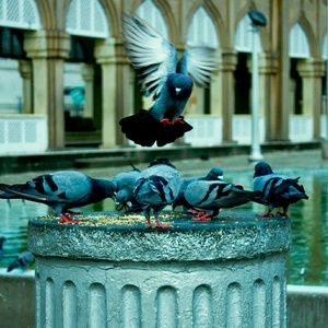 Meet your Posher, Iwona